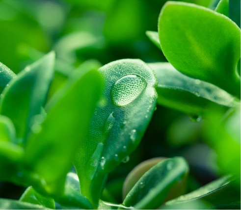 Feuilles d'une plante grasse avec des gouttes